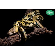 Phyton reticulada - Malayopython reticulatus